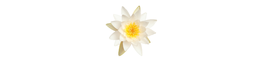 Divisor_3_verano_para_morir